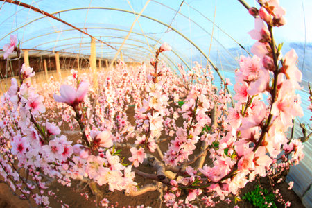 Peach trees in the greenhouse, peach trees in the greenhouse bloomの写真素材