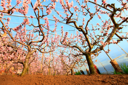 Peach trees in the greenhouse, peach trees in the greenhouse bloomの写真素材