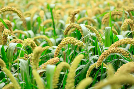 foxtail millet crops in the fields in autumnの写真素材