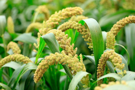 foxtail millet crops in the fields in autumnの写真素材