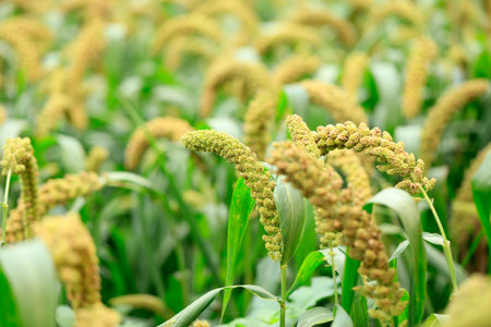 foxtail millet crops in the fields in autumnの写真素材