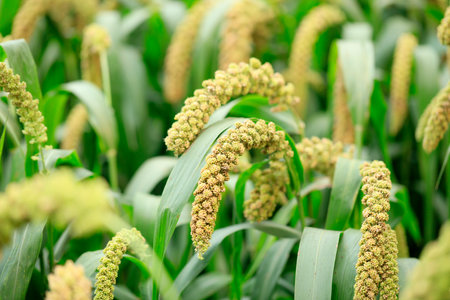 foxtail millet crops in the fields in autumnの写真素材