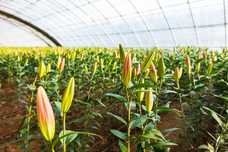 Lily flower in garden. The lily is in the greenhouseの写真素材