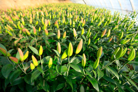 Lily flower in garden. The lily is in the greenhouseの写真素材