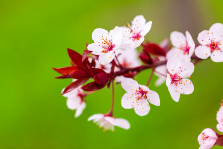In spring, the plum blossomの写真素材
