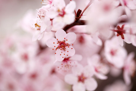 In spring, the plum blossomの写真素材
