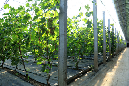 The grapes are in the greenhouse. The grapes are growing in the greenhouseの写真素材
