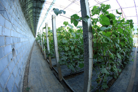 The grapes are in the greenhouse. The grapes are growing in the greenhouseの写真素材