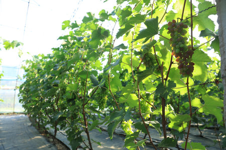 The grapes are in the greenhouse. The grapes are growing in the greenhouseの写真素材