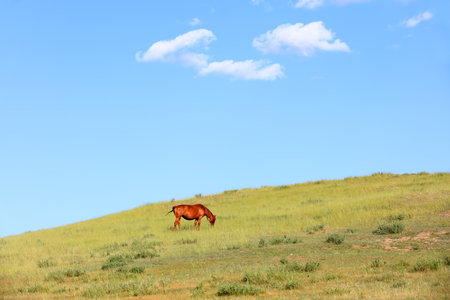 horses on the grassland, very beautifulの写真素材