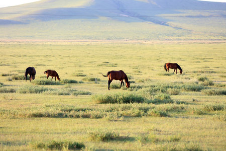 horses on the grassland, very beautifulの写真素材