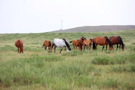horses on the grassland, very beautifulの写真素材