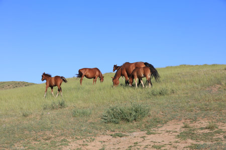 horses on the grassland, very beautifulの写真素材