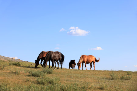 horses on the grassland, very beautifulの写真素材