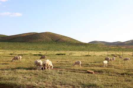 In the summer, A flock of sheep are eating grass on the grasslandの写真素材