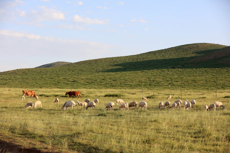 In the summer, A flock of sheep are eating grass on the grasslandの写真素材