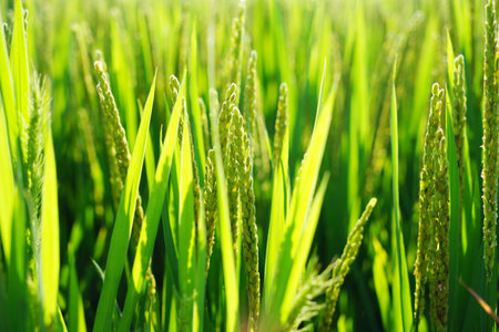 Mature rice in rice field, The rice fields are under the blue sky. The rice is growing in the fieldの写真素材