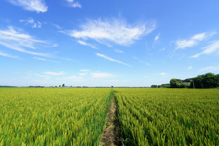 Mature rice in rice field, The rice fields are under the blue sky. The rice is growing in the fieldの写真素材