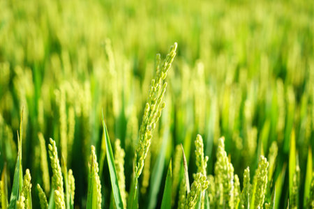Mature rice in rice field, The rice fields are under the blue sky. The rice is growing in the fieldの写真素材