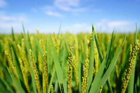 Mature rice in rice field, The rice fields are under the blue sky. The rice is growing in the fieldの写真素材