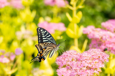 Papilio xuthus Linnaeus, A butterfly is on a flowerの写真素材