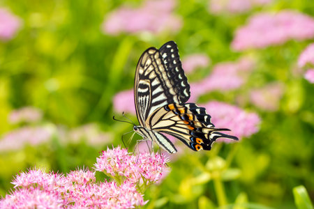 Papilio xuthus Linnaeus, A butterfly is on a flowerの写真素材