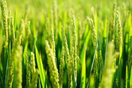 Mature rice in rice field, The rice fields are under the blue sky. The rice is growing in the fieldの写真素材