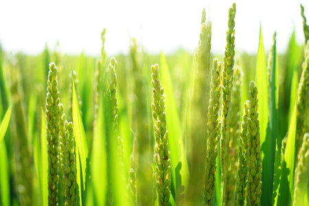 Mature rice in rice field, The rice fields are under the blue sky. The rice is growing in the fieldの写真素材