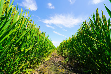 Mature rice in rice field, The rice fields are under the blue sky. The rice is growing in the fieldの写真素材