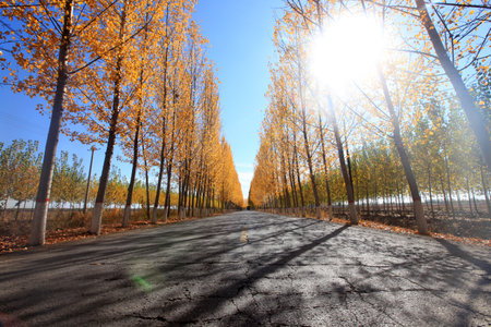 In autumn, asphalt roads and beautiful trees, Highway landscape in autumn, The poplar forest in autumnの写真素材