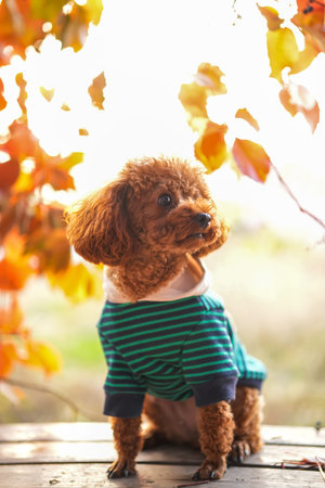 A toy poodle in autumn, beautiful autumn leavesの写真素材