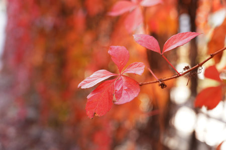 Autumn beautiful Parthenocissus tricuspidata, The leaves are all redの写真素材