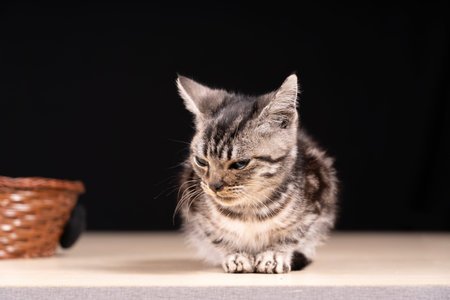 A cute little cat in the background, Studio shooting