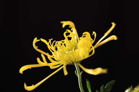 Autumn, chrysanthemums are opening, black backgroundの写真素材