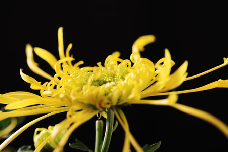Autumn, chrysanthemums are opening, black backgroundの写真素材