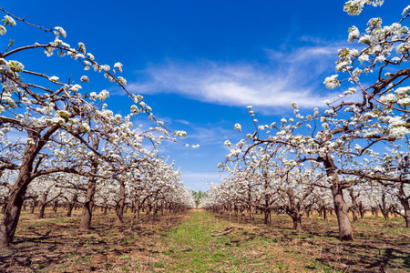 Beautiful pear flowers bloom in springの写真素材