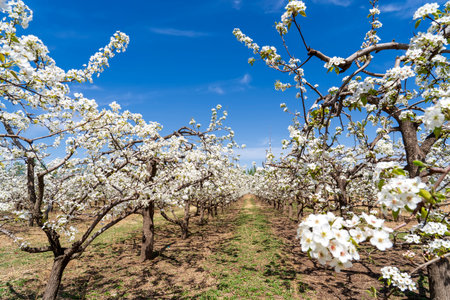 Beautiful pear flowers bloom in springの写真素材
