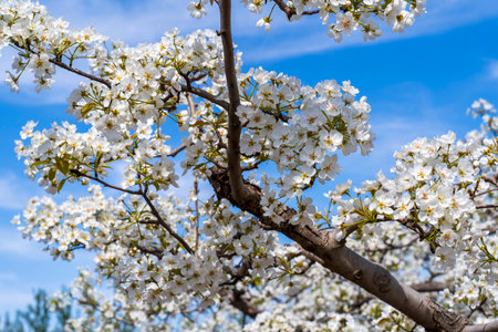 Beautiful pear flowers bloom in springの写真素材