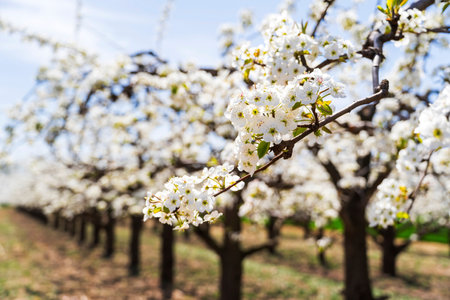 Beautiful pear flowers bloom in springの写真素材