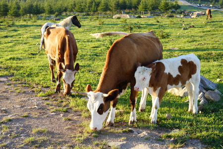 A herd of cattle was grazing on the prairieの写真素材