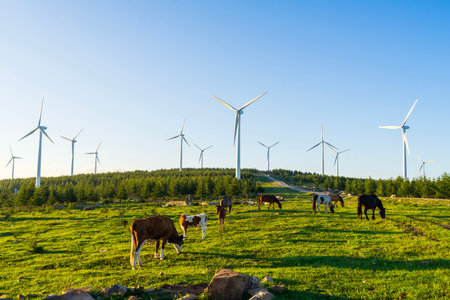 A herd of cattle was grazing on the prairieの写真素材