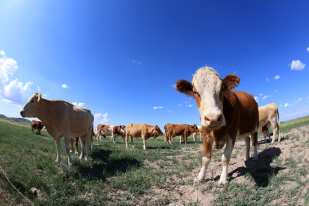 A herd of cattle was grazing on the prairieの写真素材
