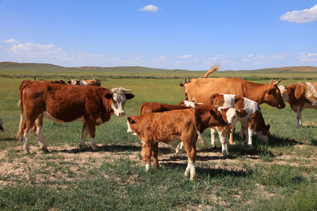 A herd of cattle was grazing on the prairieの写真素材