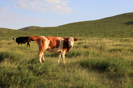 A herd of cattle was grazing on the prairieの写真素材