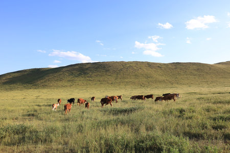 A herd of cattle was grazing on the prairieの写真素材