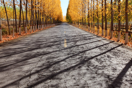 In autumn, asphalt roads and beautiful trees, Highway landscape in autumn, The poplar forest in autumnの写真素材
