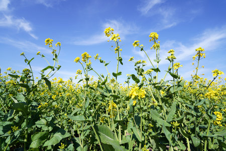Yellow rape flowers bloom in spring , Golden cole flowers bloom in springの写真素材