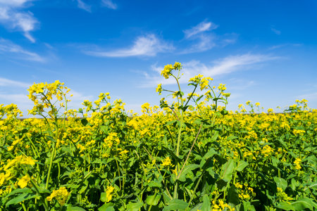 Yellow rape flowers bloom in spring , Golden cole flowers bloom in springの写真素材