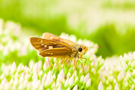 Parnara guttata Bremeret Grey, Rice skipper butterfly, A butterfly is on the flowerの写真素材