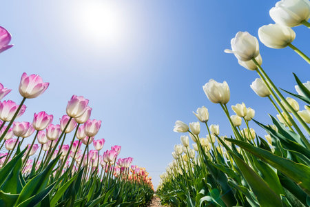 Beautiful tulips are in full bloom, Tulips of all colors are in the fieldsの写真素材